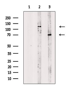 Invitrogen NBPF Pan Polyclonal Antibody 100 &mu;L; Unconjugated:Antibodies,