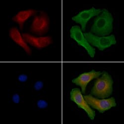 Invitrogen Neuromedin U-8 Polyclonal Antibody 100 μL; Unconjugated:Antibodies,