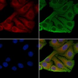 Invitrogen NSG1 Polyclonal Antibody 100 &mu;L; Unconjugated:Antibodies,