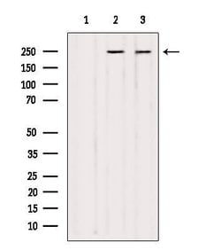Invitrogen NuMA Polyclonal Antibody 100 &mu;L | Buy Online | Invitrogen&trade; | Fisher Scientific