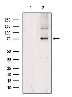 Invitrogen NXF3 Polyclonal Antibody 100 &mu;L; Unconjugated:Antibodies,
