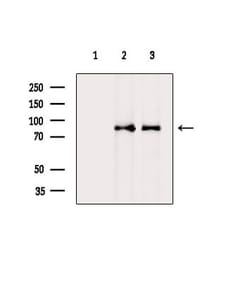 Invitrogen NOC2L Polyclonal Antibody 100 &mu;L; Unconjugated:Antibodies,