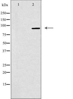 Invitrogen NOC3L Polyclonal Antibody 100 &mu;L; Unconjugated:Antibodies,