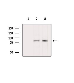 Invitrogen NOL10 Polyclonal Antibody 100 &mu;L | Buy Online | Invitrogen&trade; | Fisher Scientific