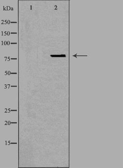 Invitrogen OGFR Polyclonal Antibody 100 &mu;L; Unconjugated:Antibodies,