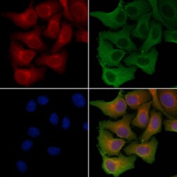 Invitrogen SLC6A15 Polyclonal Antibody 100 &mu;L; Unconjugated:Antibodies,