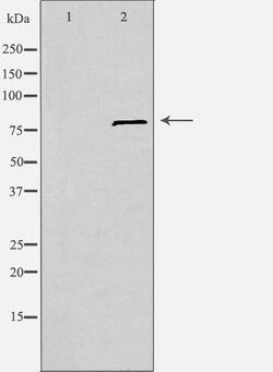 Invitrogen SLC6A15 Polyclonal Antibody 100 &mu;L; Unconjugated:Antibodies,