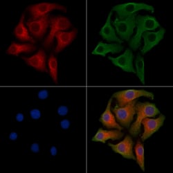 Invitrogen PARD6B Polyclonal Antibody 100 &mu;L; Unconjugated:Anticuerpos