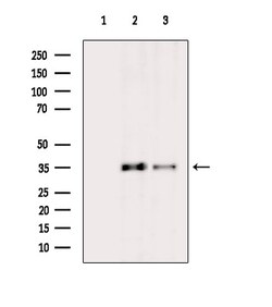 Invitrogen PEX14 Polyclonal Antibody 100 &mu;L; Unconjugated:Antibodies,