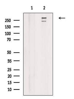 Invitrogen HELZ2 Polyclonal Antibody 100 &mu;L; Unconjugated:Antibodies,