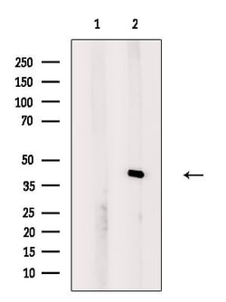 Invitrogen PEX7 Polyclonal Antibody 100 &mu;L; Unconjugated:Antibodies,