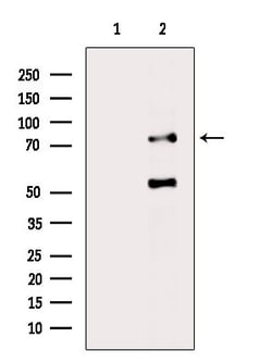 Invitrogen PHACTR4 Polyclonal Antibody 100 &mu;L; Unconjugated:Antibodies,