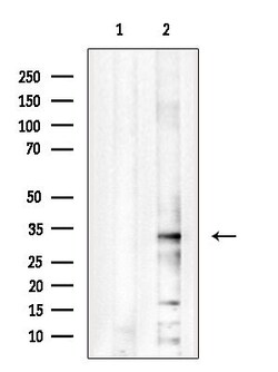 Invitrogen PITPNB Polyclonal Antibody 100 &mu;L; Unconjugated:Antibodies,