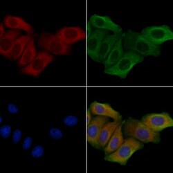Invitrogen PIGX Polyclonal Antibody 100 &mu;L; Unconjugated:Antibodies,