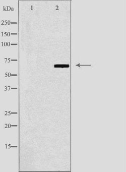 Invitrogen N4BP2L2 Polyclonal Antibody 100 &mu;L; Unconjugated:Antibodies,
