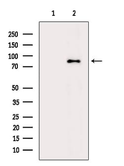 Invitrogen PNN Polyclonal Antibody 100 &mu;L; Unconjugated:Antibodies,