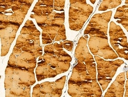Invitrogen Protein C Inhibitor Polyclonal Antibody 100 &mu;L; Unconjugated:Antibodies,
