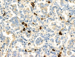 Invitrogen PABPC5 Polyclonal Antibody 100 &mu;L; Unconjugated:Antibodies,