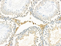 Invitrogen PABPC5 Polyclonal Antibody 100 &mu;L; Unconjugated:Antibodies,