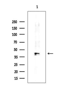 Invitrogen PABPC5 Polyclonal Antibody 100 &mu;L; Unconjugated:Antibodies,