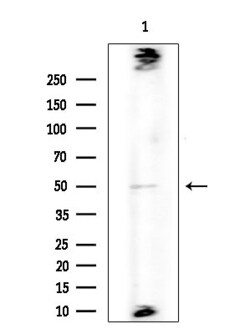 Invitrogen PABPC5 Polyclonal Antibody 100 &mu;L; Unconjugated:Antibodies,