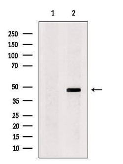 Invitrogen KCNK12 Polyclonal Antibody 100 &mu;L; Unconjugated:Antibodies,