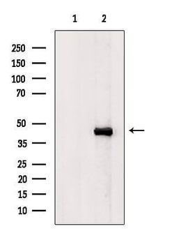 Invitrogen KCNK4 Polyclonal Antibody 100 &mu;L; Unconjugated:Antibodies,