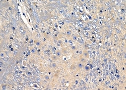 Invitrogen KCNF1 Polyclonal Antibody 100 &mu;L; Unconjugated:Antibodies,