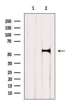 Invitrogen KCNF1 Polyclonal Antibody 100 &mu;L; Unconjugated:Antibodies,