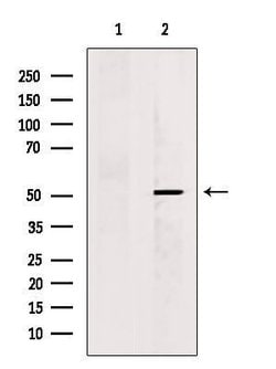 Invitrogen KCNG2 Polyclonal Antibody 100 &mu;L; Unconjugated:Antibodies,