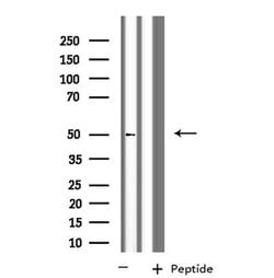 Invitrogen KCNG2 Polyclonal Antibody 100 &mu;L; Unconjugated:Antibodies,