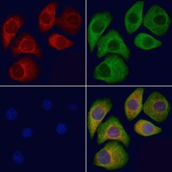 Invitrogen KCNH1 Polyclonal Antibody 100 &mu;L; Unconjugated:Antibodies,