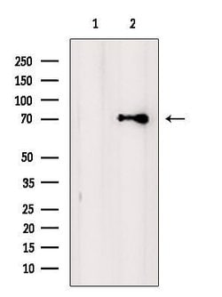 Invitrogen KCNQ4 Polyclonal Antibody 100 &mu;L; Unconjugated:Antibodies,