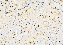 Invitrogen KCNS2 Polyclonal Antibody 100 &mu;L; Unconjugated:Antibodies,