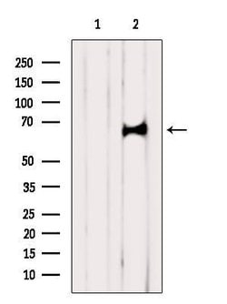 Invitrogen CDC40 Polyclonal Antibody 100 &mu;L; Unconjugated:Antibodies,