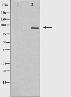 Invitrogen Gemin 3 Polyclonal Antibody 100 &mu;L; Unconjugated:Antibodies,