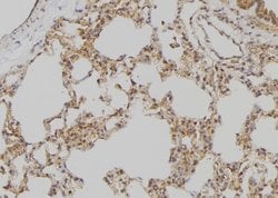 Invitrogen APOBEC3D/APOBEC3F Polyclonal Antibody 100 &mu;L; Unconjugated:Antibodies,