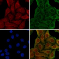 Invitrogen NDRG3 Polyclonal Antibody 100 &mu;L; Unconjugated:Antibodies,