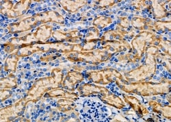 Invitrogen NDRG4 Polyclonal Antibody 100 &mu;L; Unconjugated:Antibodies,