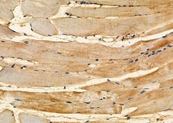 Invitrogen NDRG4 Polyclonal Antibody 100 &mu;L; Unconjugated:Antibodies,