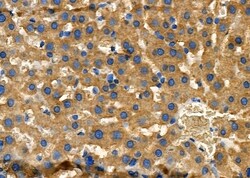 Invitrogen NDRG4 Polyclonal Antibody 100 &mu;L; Unconjugated:Antibodies,