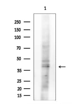 Invitrogen NDRG4 Polyclonal Antibody 100 &mu;L; Unconjugated:Antibodies,