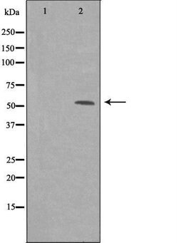 Invitrogen PPP1R16B Polyclonal Antibody 100 &mu;L; Unconjugated:Antibodies,