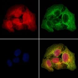 Invitrogen SSH3 Polyclonal Antibody 100 &mu;L; Unconjugated:Antibodies,