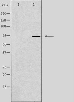 Invitrogen SSH3 Polyclonal Antibody 100 &mu;L; Unconjugated:Antibodies,