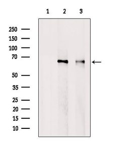 Invitrogen RED Polyclonal Antibody 100 &mu;L; Unconjugated:Antibodies,