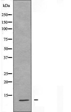 Invitrogen S100A7L2 Polyclonal Antibody 100 &mu;L; Unconjugated:Antibodies,
