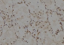 Invitrogen MRP13 Polyclonal Antibody 100 &mu;L; Unconjugated:Antibodies,