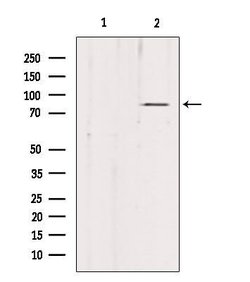 Invitrogen PDXDC1 Polyclonal Antibody 100 &mu;L; Unconjugated:Antibodies,