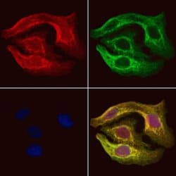 Invitrogen Pyruvate Carboxylase Polyclonal Antibody 100 &mu;L; Unconjugated:Antibodies,